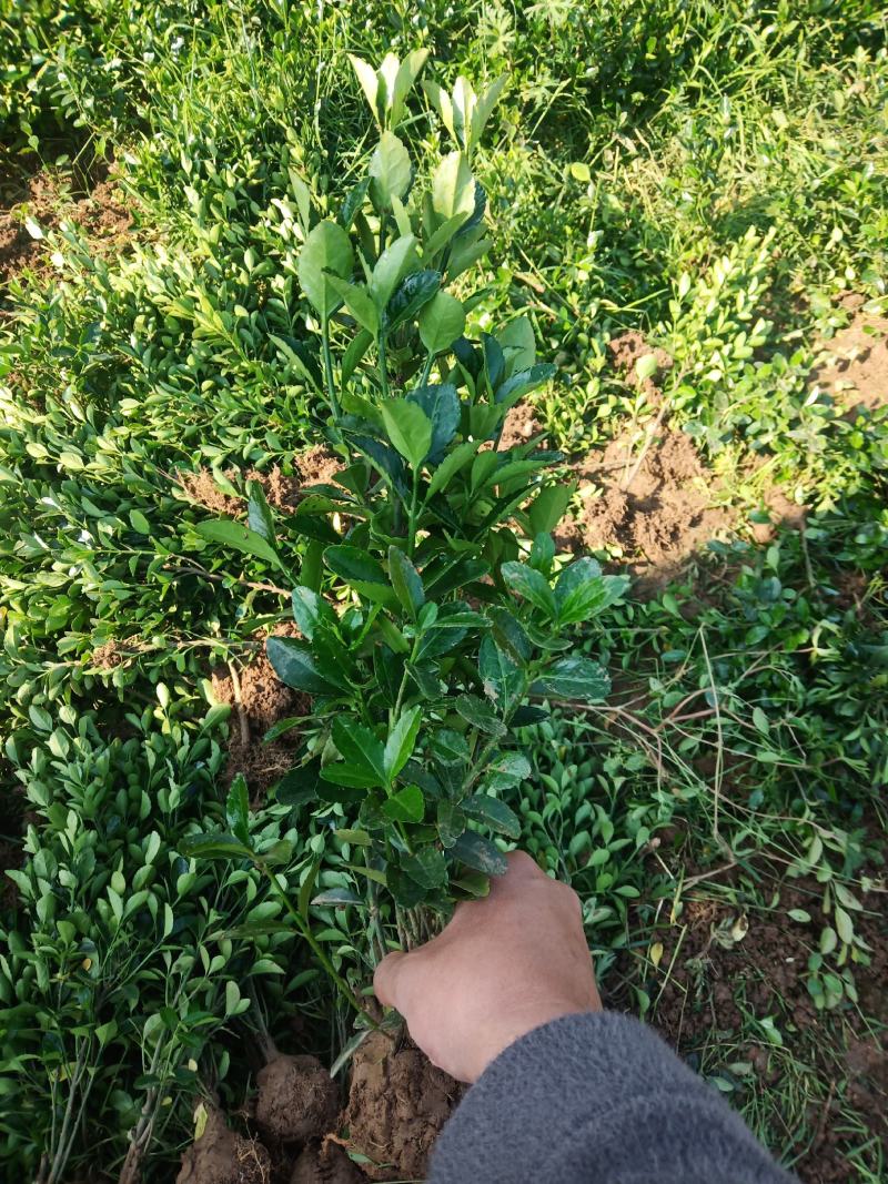 大叶黄杨北海道冬青绿篱苗色块苗精球毛球，量大