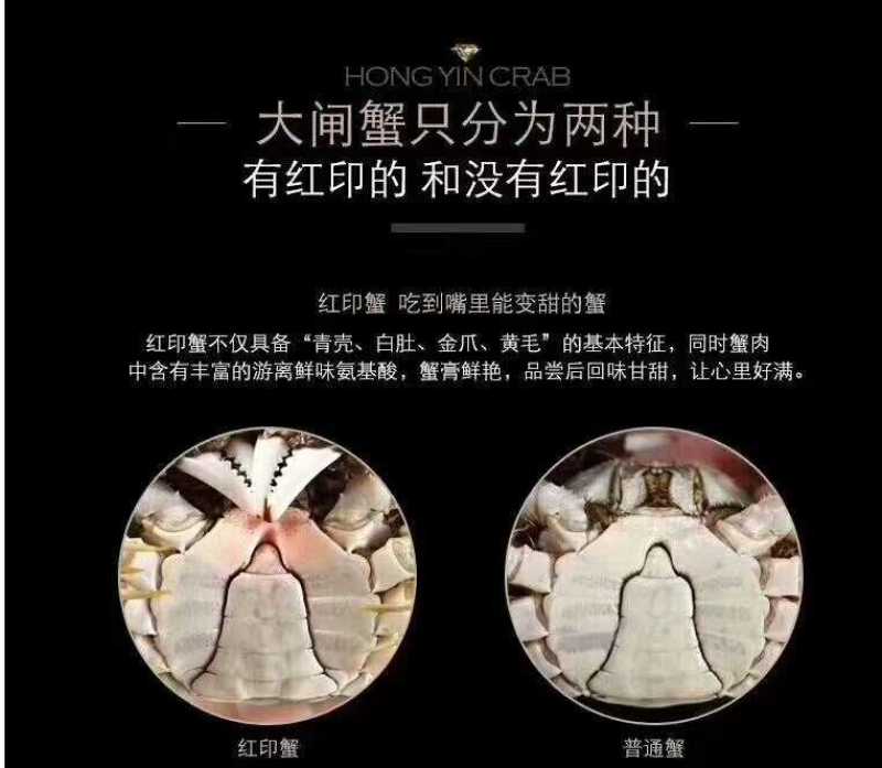 4.0两公蟹食用洪泽湖精品红膏大闸蟹