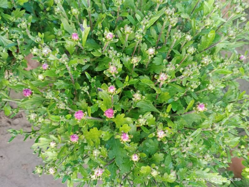 观赏菊花将要上市需要的朋友联系我