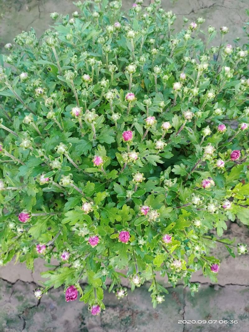 观赏菊花将要上市需要的朋友联系我