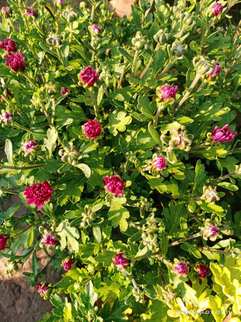观赏菊花将要上市需要的朋友联系我