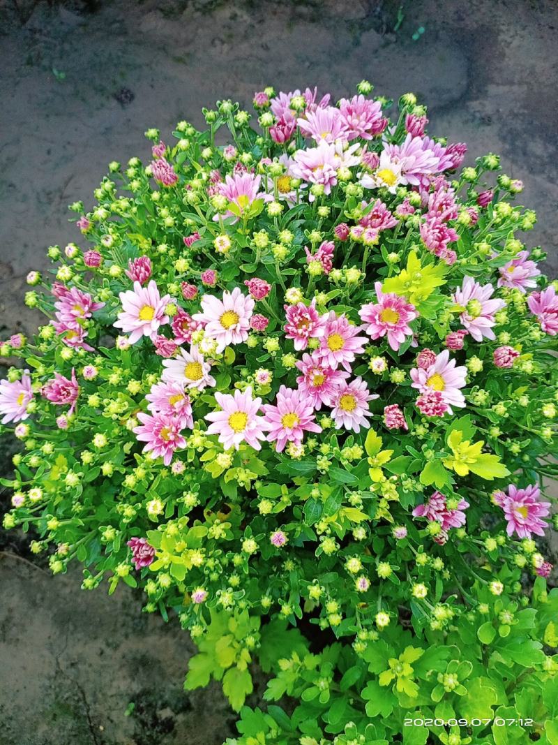观赏菊花将要上市需要的朋友联系我