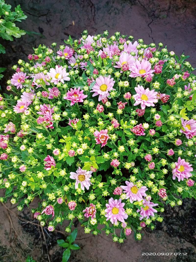 观赏菊花将要上市需要的朋友联系我