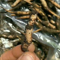 阿坝州松潘高原雪山虫草，欢迎各位老板来电咨询。