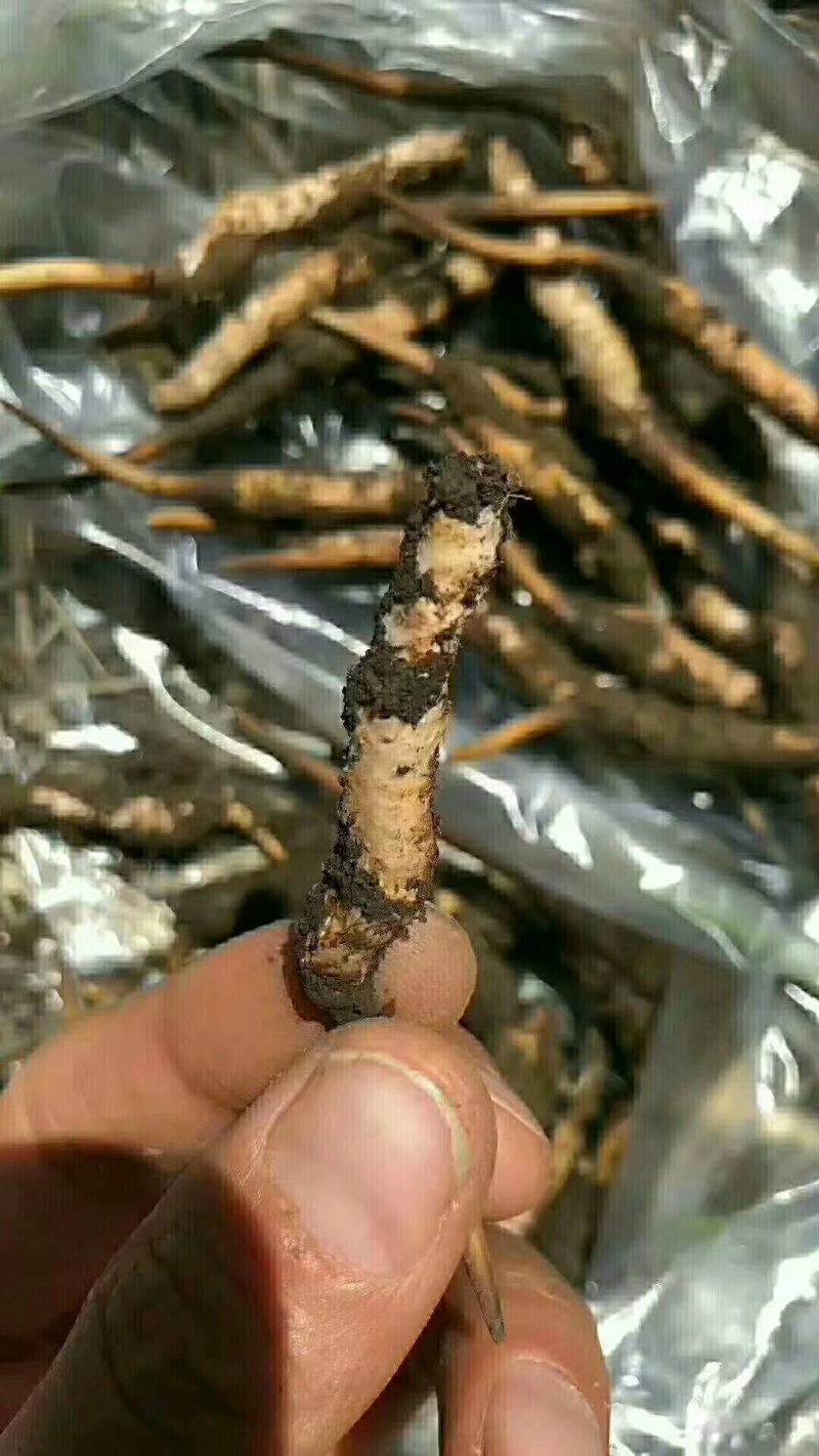 阿坝州松潘高原雪山虫草，欢迎各位老板来电咨询。