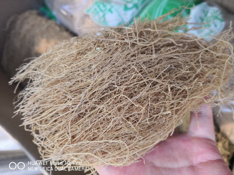 细辛根东北干货量大优惠2斤起包邮