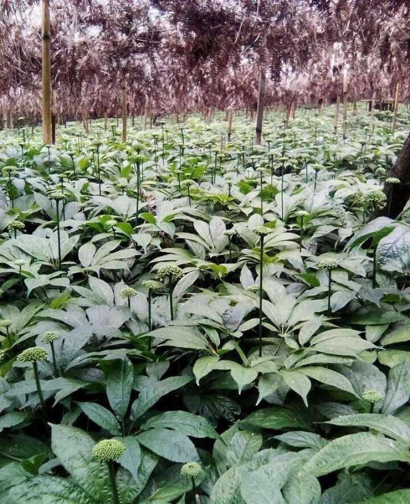 文山特产三七高海拔特产