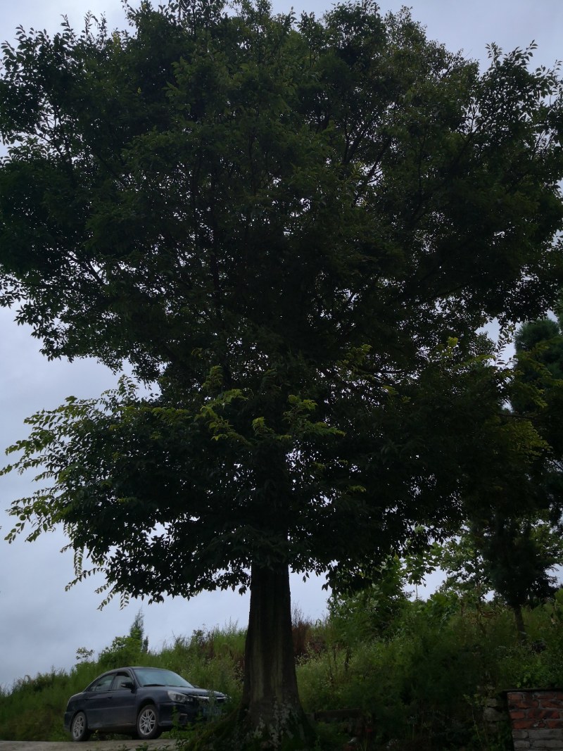朴树各种规格都有，看上的来电联系