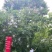 朴树各种规格都有，看上的来电联系