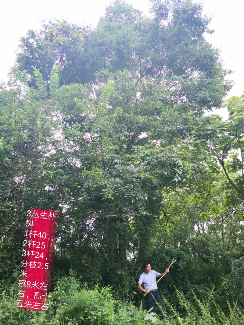 朴树各种规格都有，看上的来电联系
