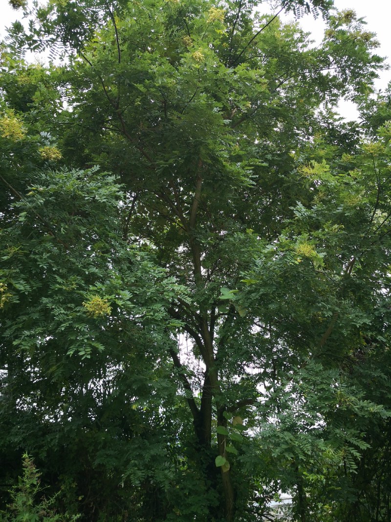 朴树各种规格都有，看上的来电联系
