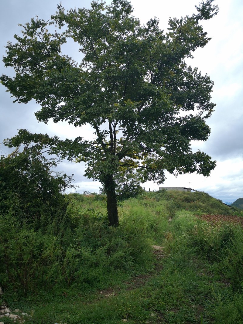 朴树各种规格都有，看上的来电联系