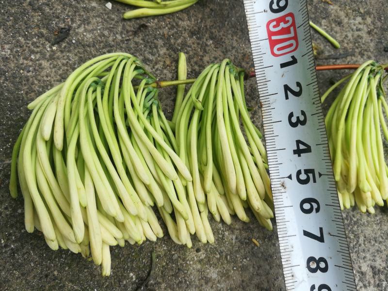金银花新品种上市，金翠蕾，银翠蕾，白云，欢迎新老客户下单