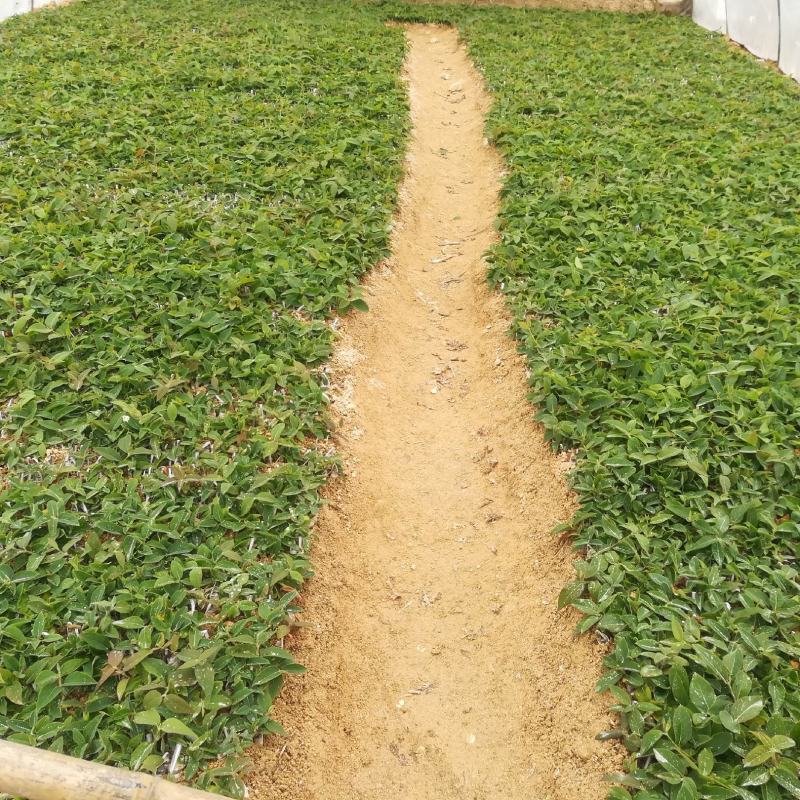 金银花新品种上市，金翠蕾，银翠蕾，白云，欢迎新老客户下单