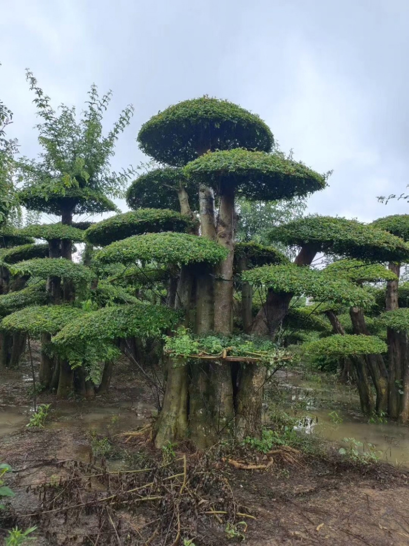 对节白蜡，造型对节白蜡，对节白蜡造型树，对节白蜡树