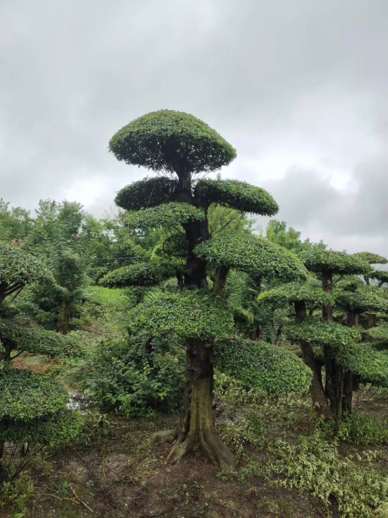 对节白蜡，造型对节白蜡，对节白蜡造型树，对节白蜡树