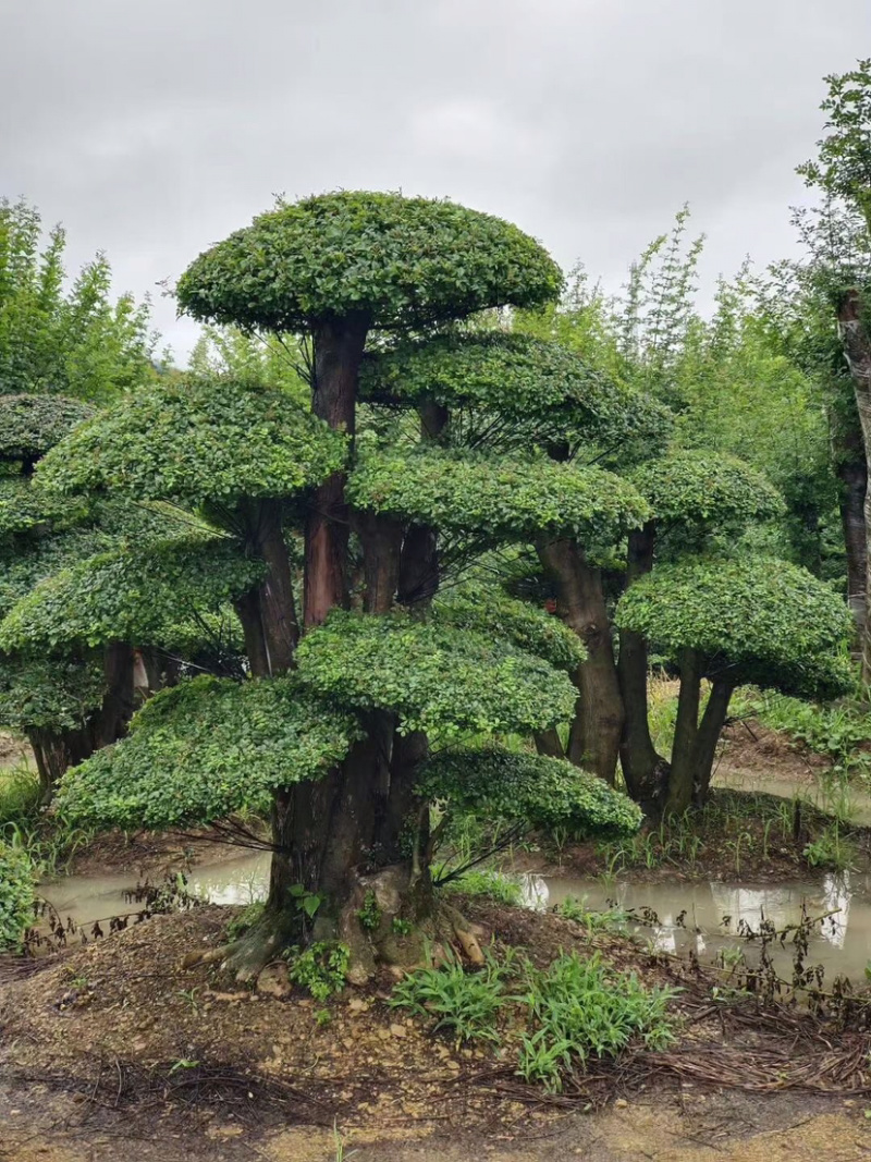 对节白蜡，造型对节白蜡，对节白蜡造型树，对节白蜡树