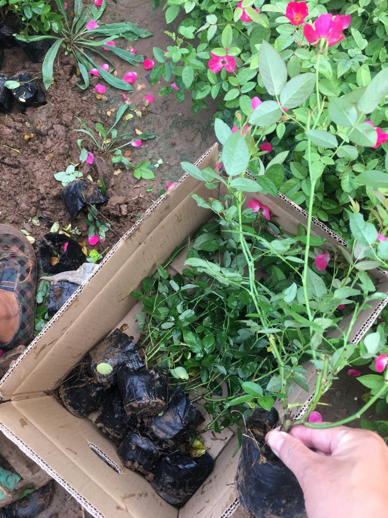 丰花月季带营养杯发货现挖现卖保证质量高度40