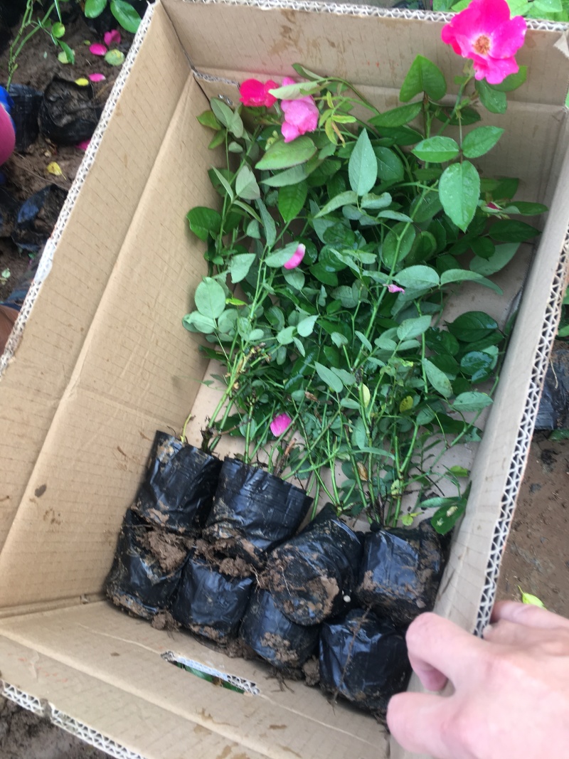 丰花月季带营养杯发货现挖现卖保证质量高度40