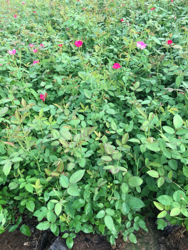丰花月季带营养杯发货现挖现卖保证质量高度40