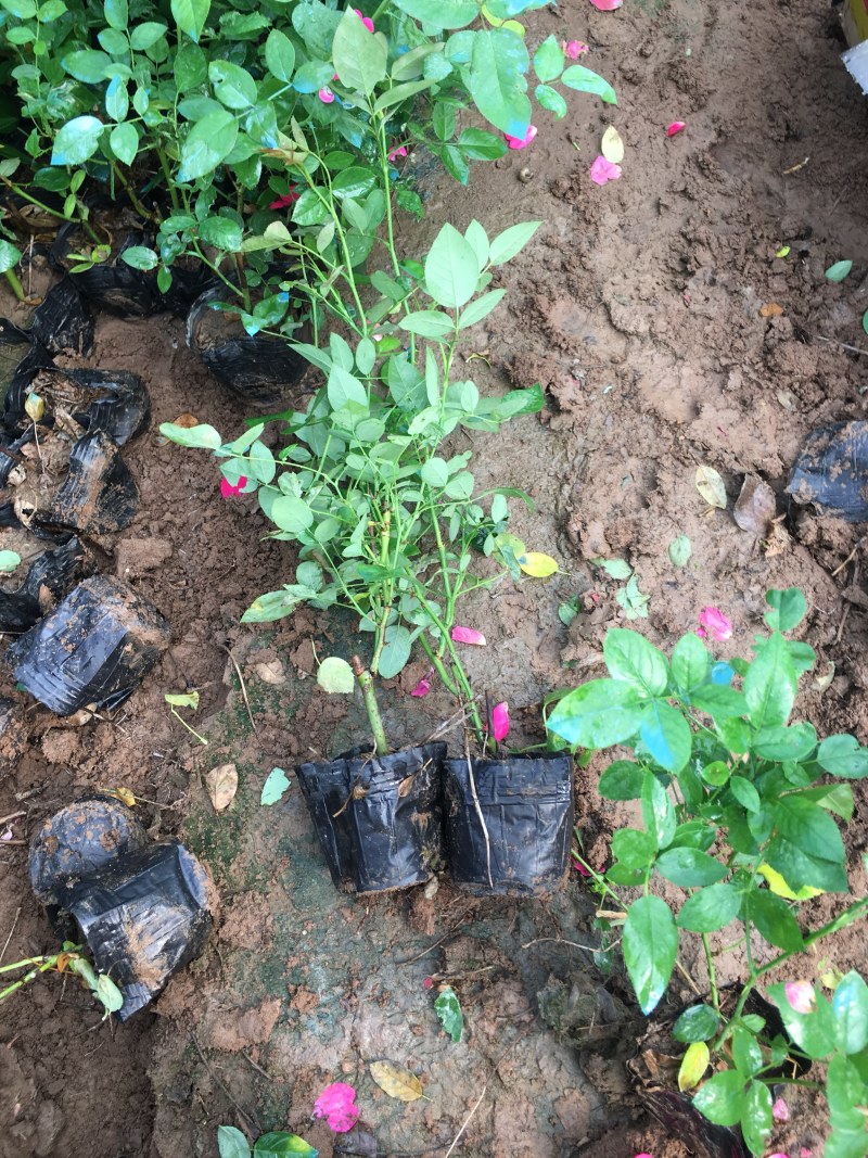 丰花月季带营养杯发货现挖现卖保证质量高度40
