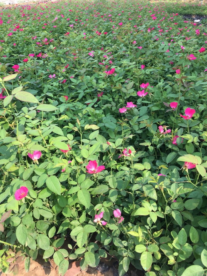 丰花月季带营养杯发货现挖现卖保证质量高度40