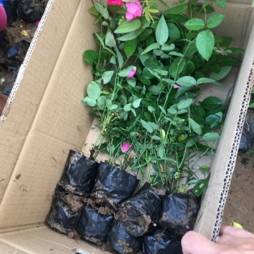 月季大红帽月季丰花月季农户现挖现卖高度40到50
