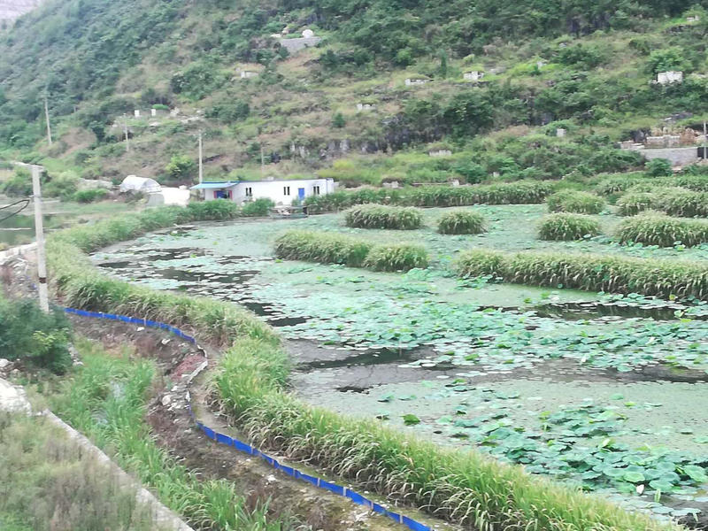 安顺十里荷廊菱角采摘上市了