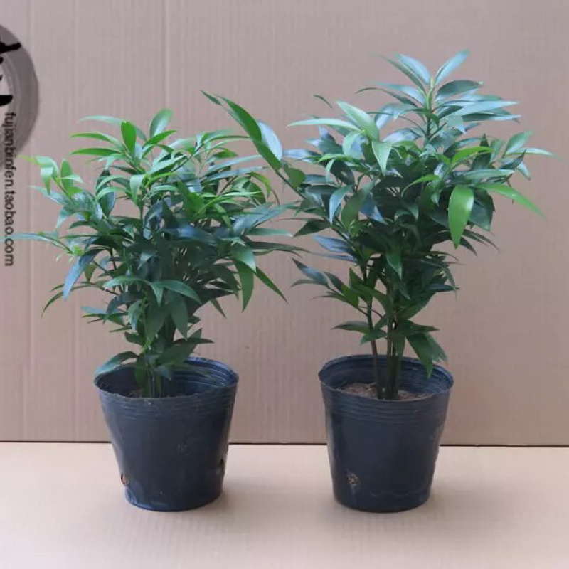 【精品】竹柏平安竹室内盆栽质量保证一件起批