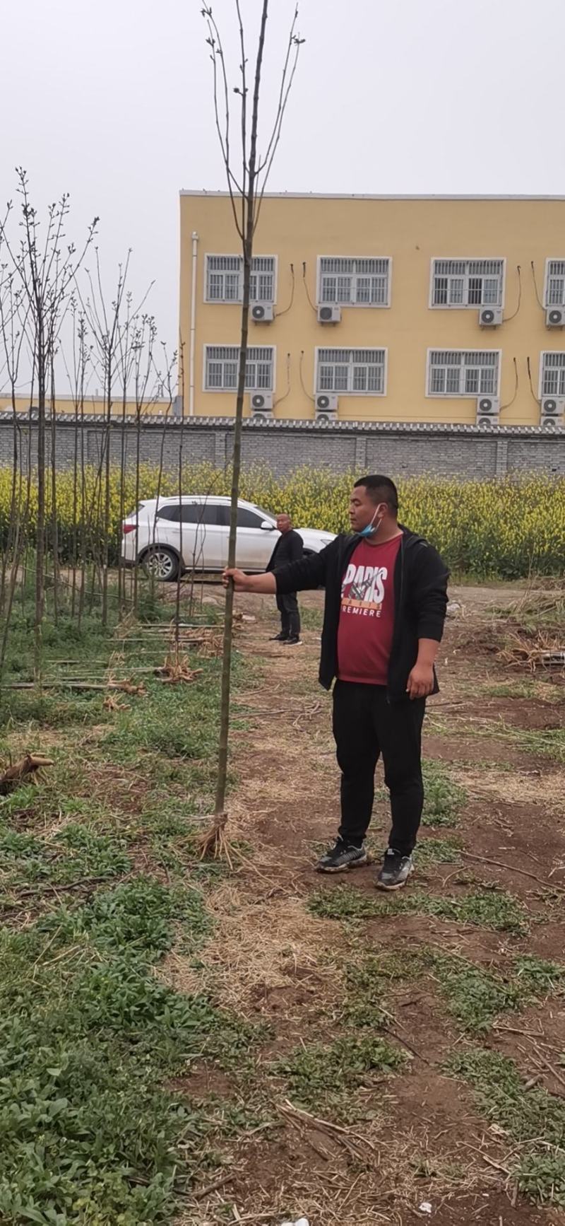 【热卖】楸树河南楸树工程苗木绿化苗木基地直销价优