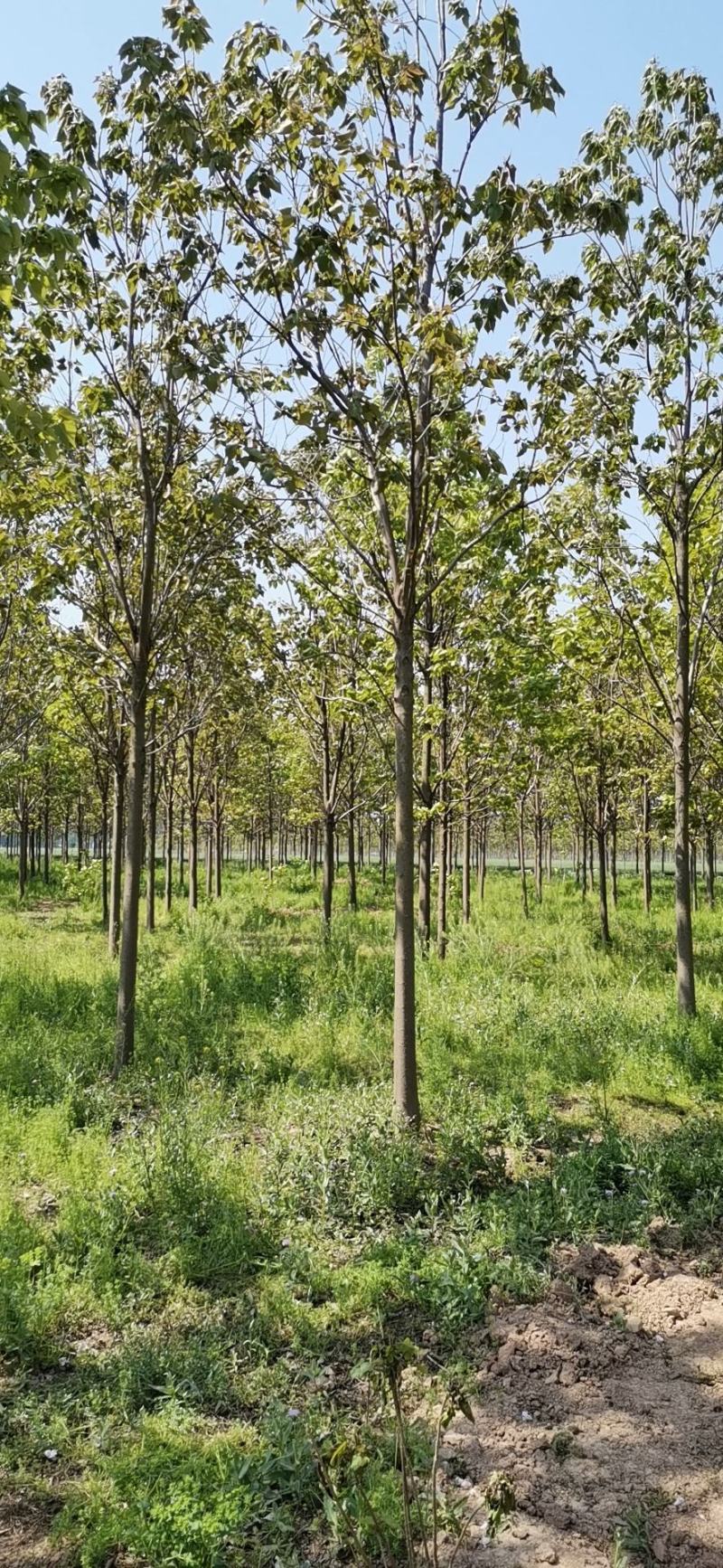 【热卖】楸树河南楸树工程苗木绿化苗木基地直销价优
