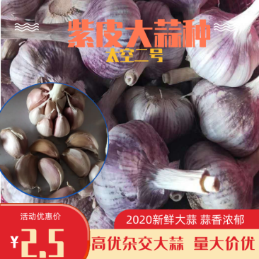 金乡太空大蒜,品种纯质量优,高产,抗病抗重茬,高标