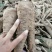 白芷，香白芷！干净！无杂质香料药用各种规格，质量保证！！