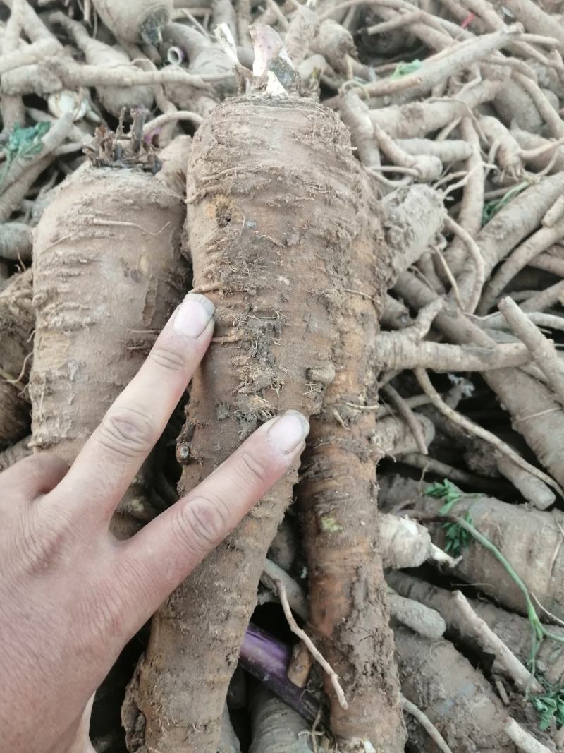 白芷，香白芷！干净！无杂质香料药用各种规格，质量保证！！