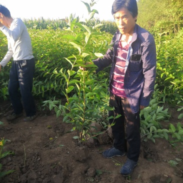 大田红王子锦带,地栽苗红王子锦带,营养钵红王子锦带带杯子