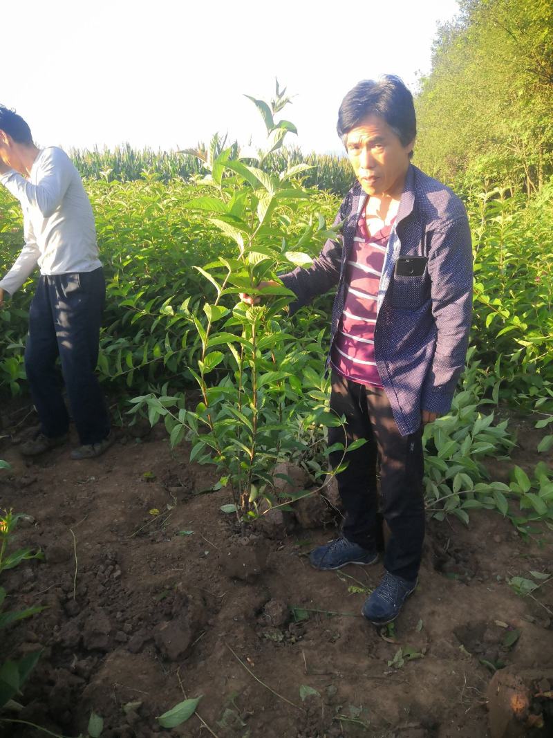 大田红王子锦带，地栽苗红王子锦带，营养钵红王子锦带带杯子