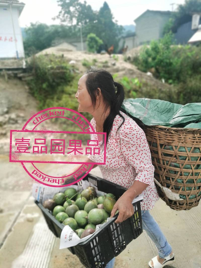 云南德宏百香果台农紫香批发一件代发