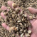 云南野生白芨蝴蝶白芨扁白芨云南特产20斤包邮