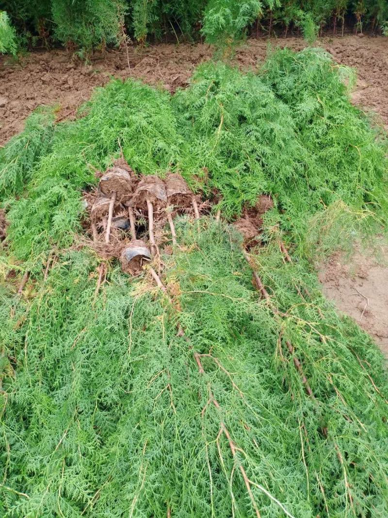大田侧柏高度80～1米5陕西侧柏