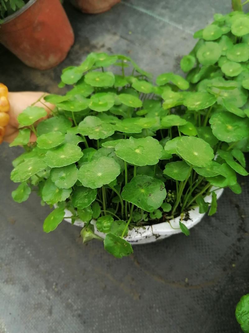 铜钱草基地批发水生植物铜钱草杯苗基地直销一手货源