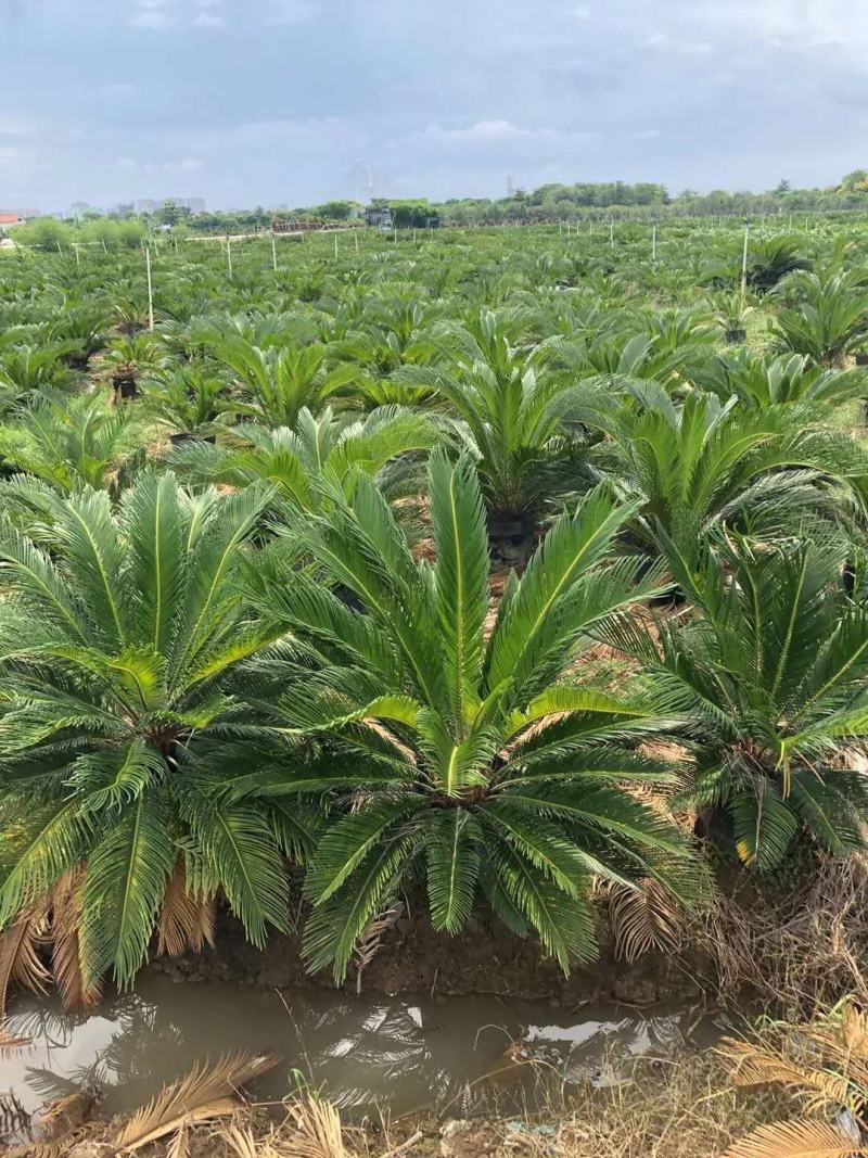 苏铁别称铁树，凤尾铁、凤尾蕉、凤尾松哪里的苏铁最好卖。
