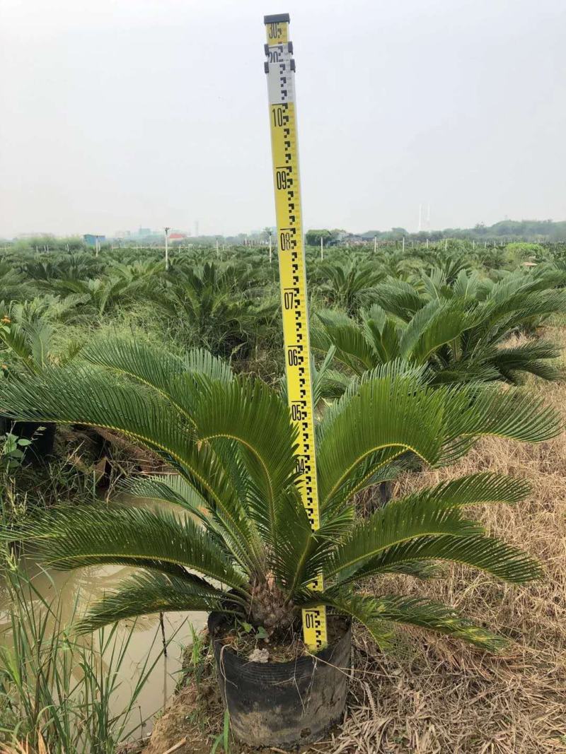 苏铁别称铁树，凤尾铁、凤尾蕉、凤尾松哪里的苏铁最好卖。