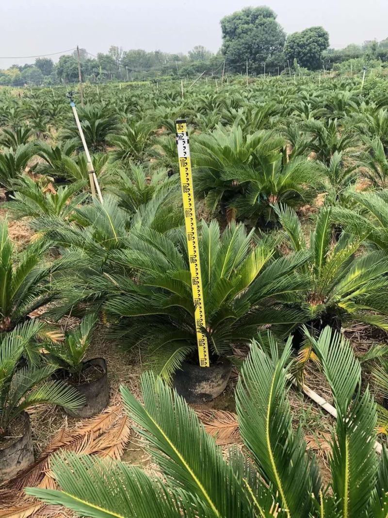 苏铁别称铁树，凤尾铁、凤尾蕉、凤尾松哪里的苏铁最好卖。