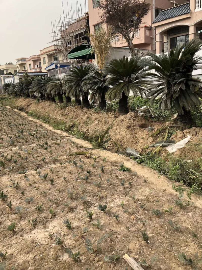 苏铁别称铁树，凤尾铁、凤尾蕉、凤尾松哪里的苏铁最好卖。