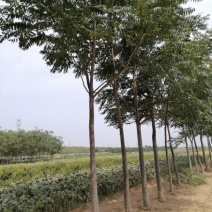 臭椿10-12公分白皮椿树河北巨鹿有量一级树干直冒圆冠好