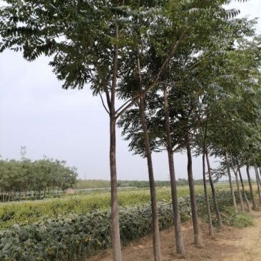 臭椿10-12公分白皮椿树河北巨鹿有量一级树干直冒圆冠好