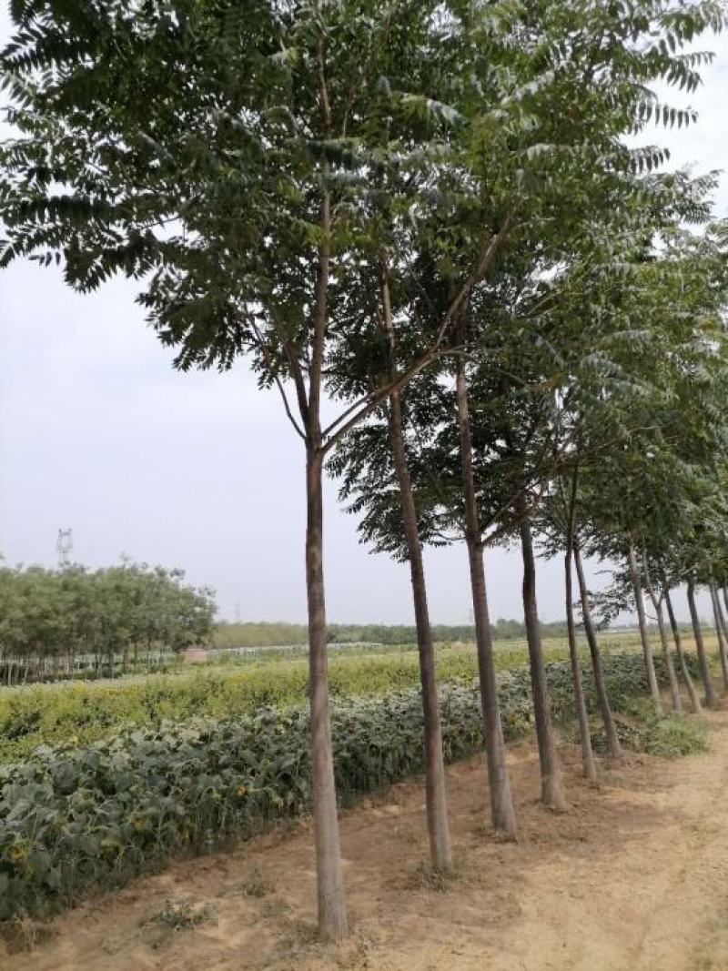 臭椿10-12公分白皮椿树河北巨鹿有量一级树干直冒圆冠好