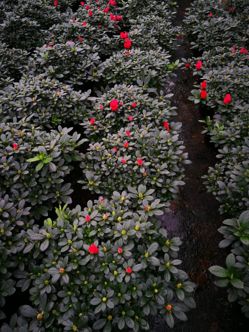 杨梅红杜鹃花苗梅红杜鹃盆栽花卉基地直接批发杜鹃花