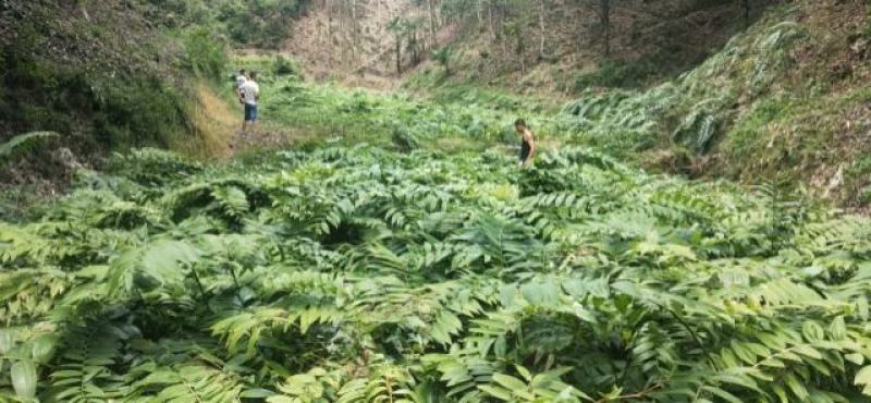 种苗基地直有要苗的欢迎来