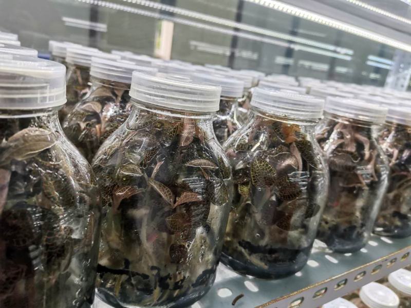 种苗基地直有要苗的欢迎来